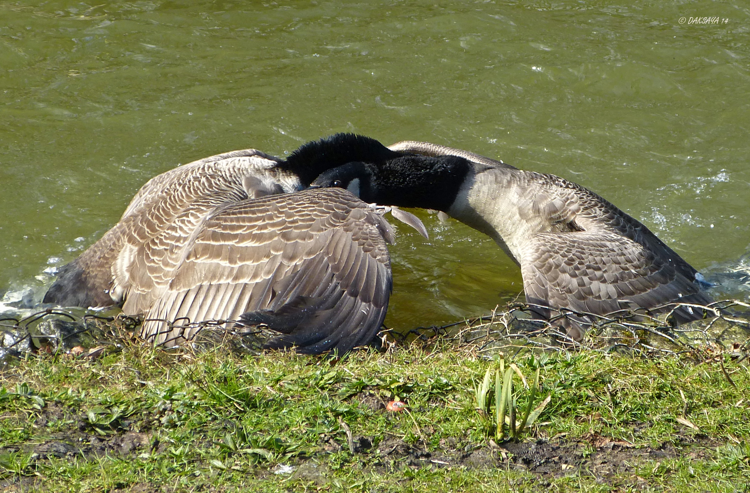 Gevecht