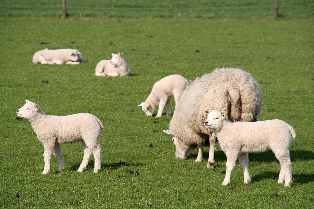 Lammetjes