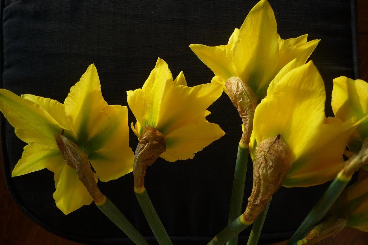 Narcissen