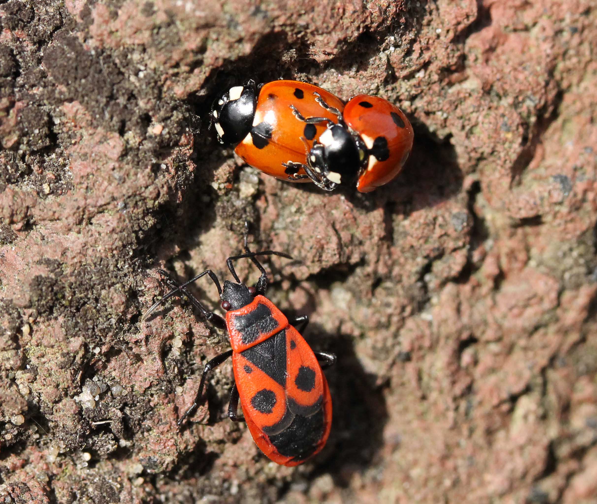 Rood-zwart (en een beetje wit)