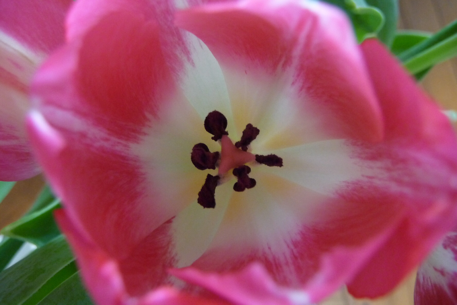 Tulpen hart