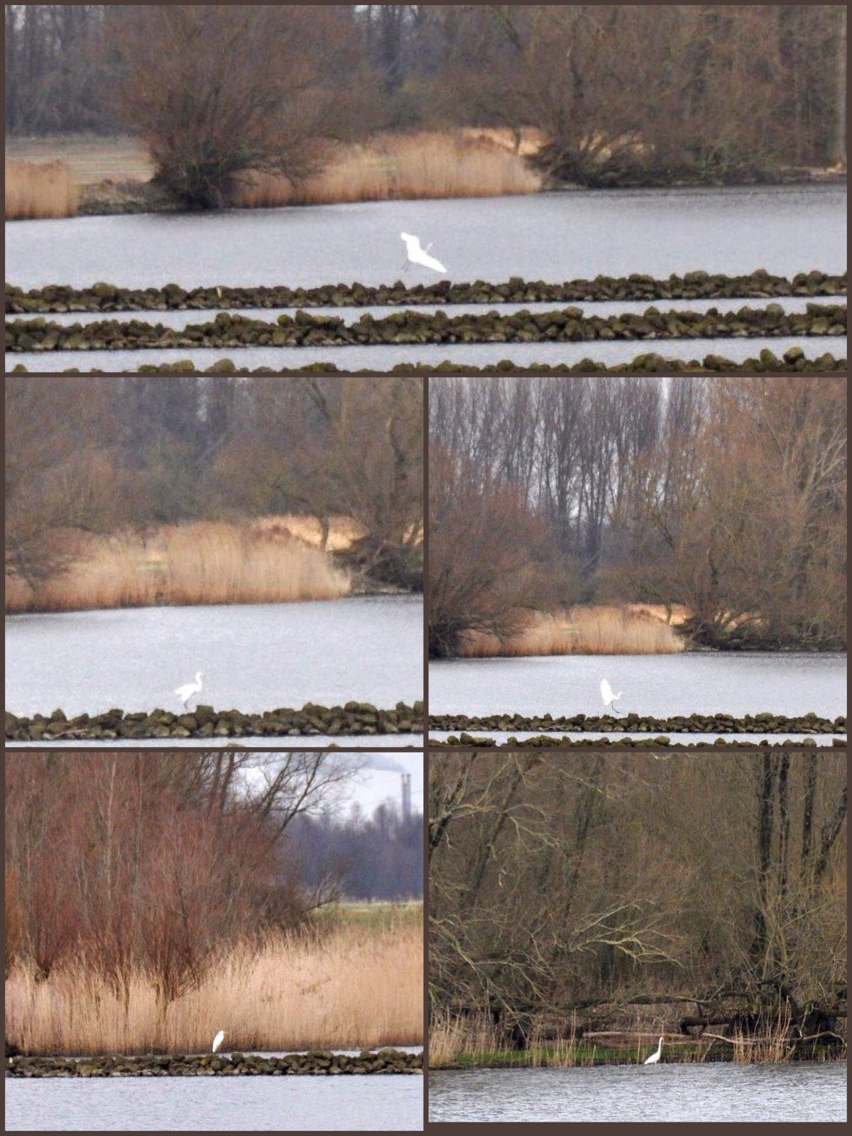 Zilverreiger