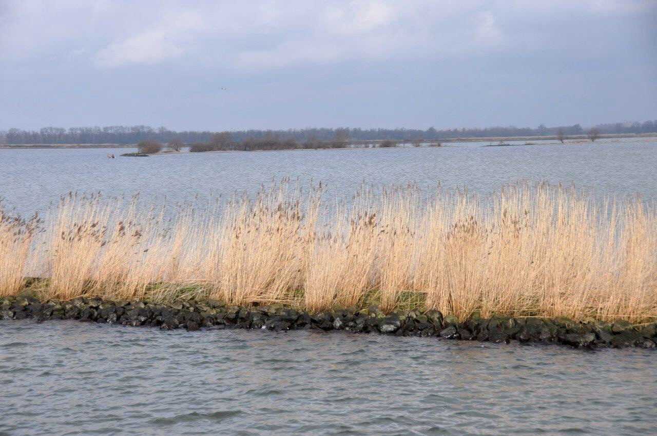 Riet