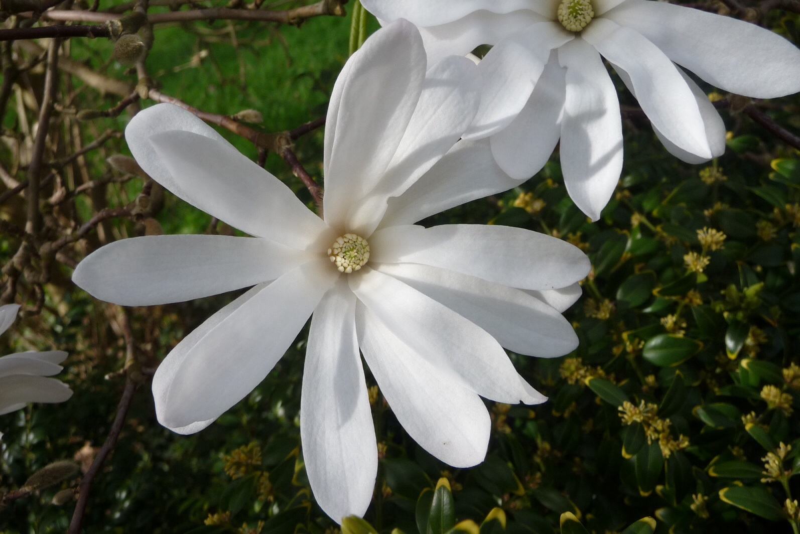 Magnolia 4