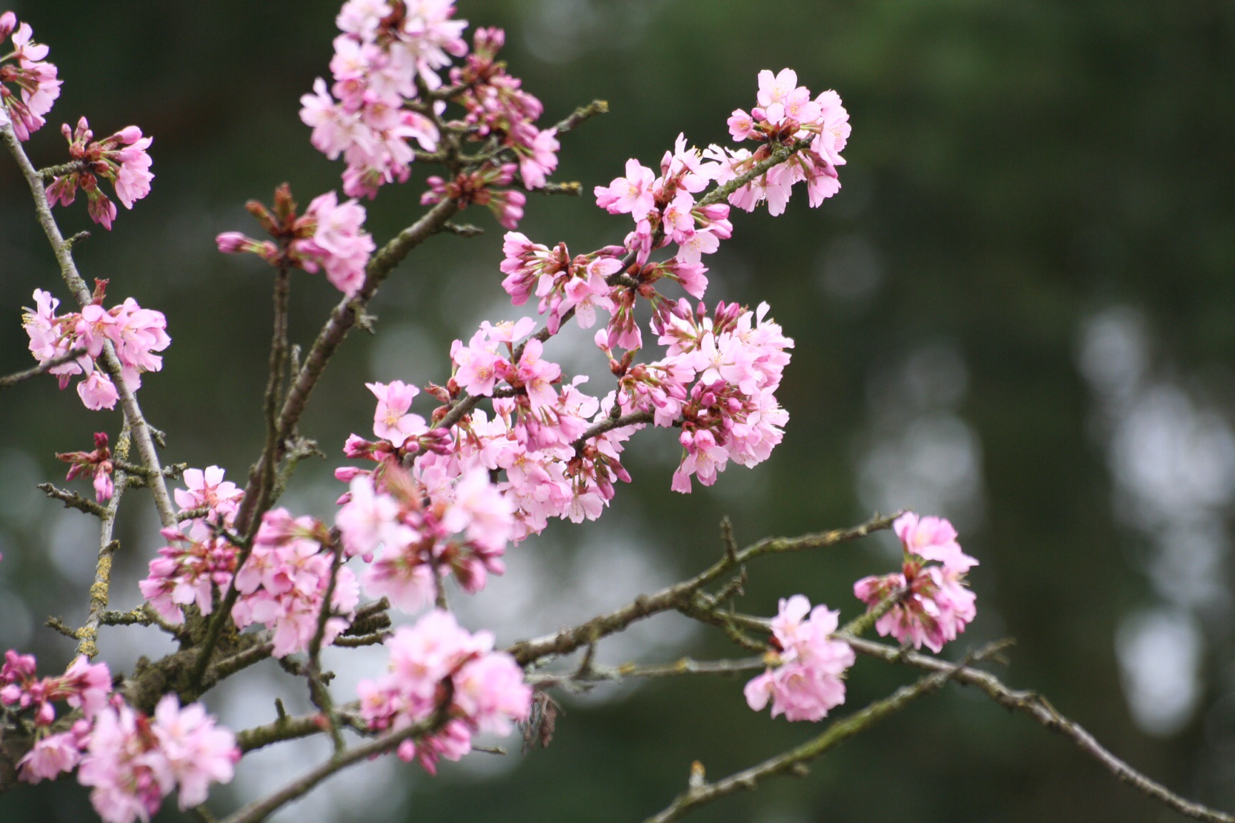 Roze bloesem 2