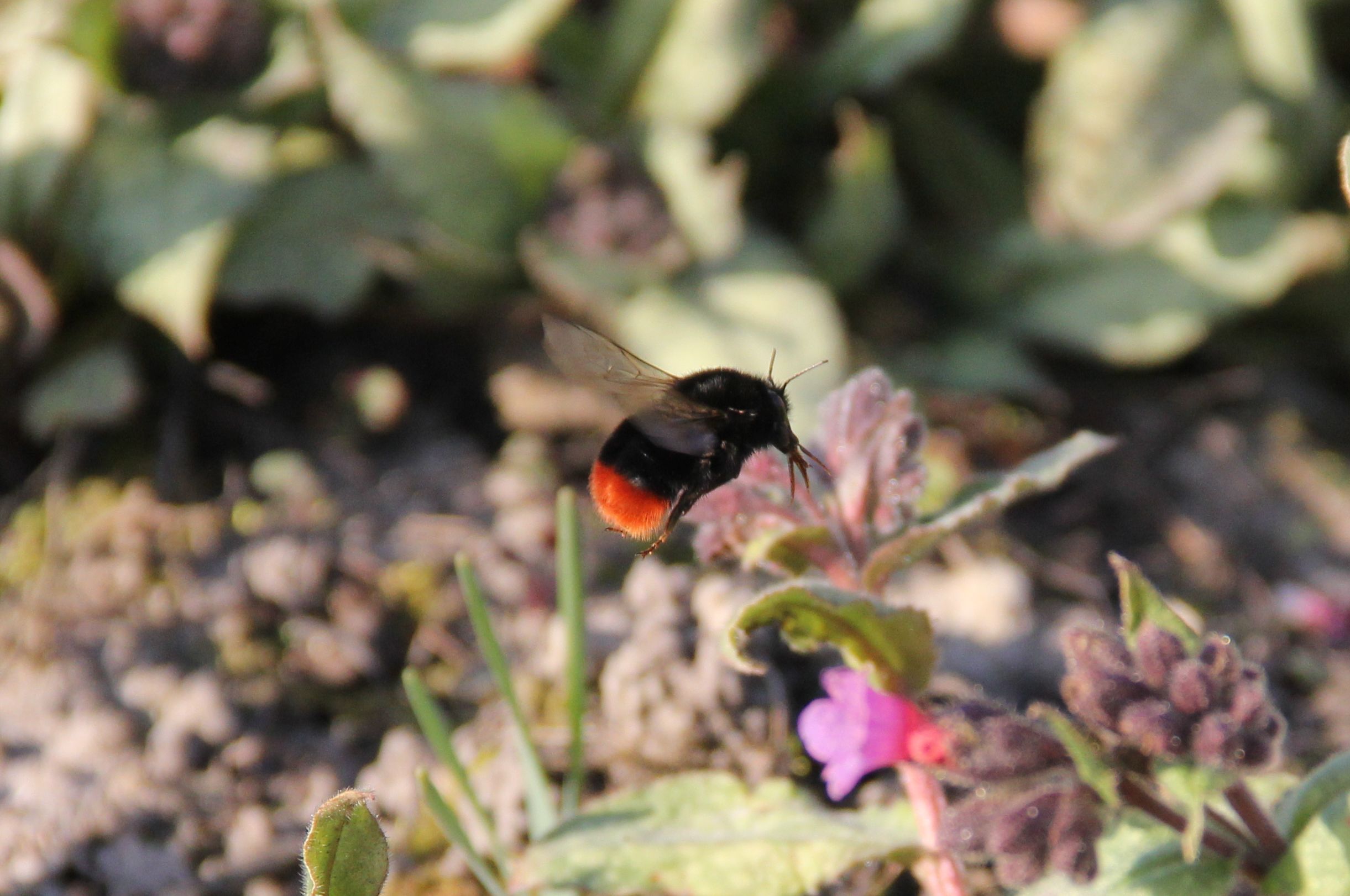 Steenhommel