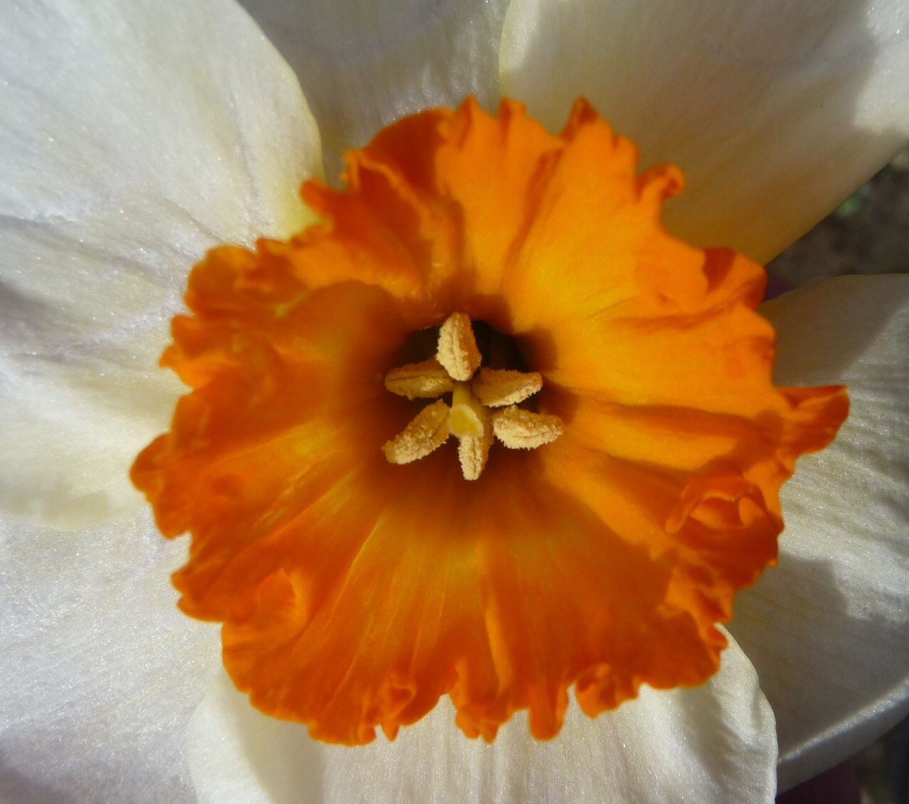 Narcis hart 2