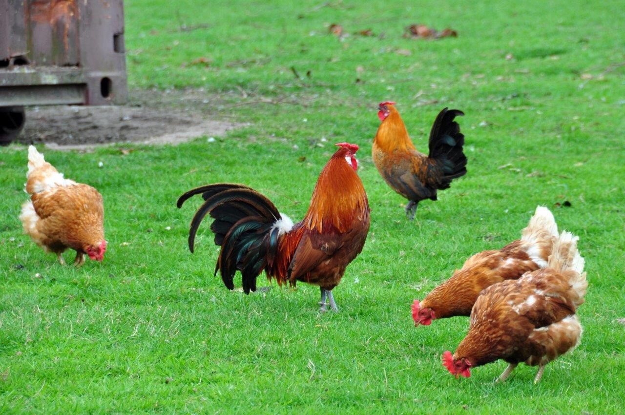Haan met kippen