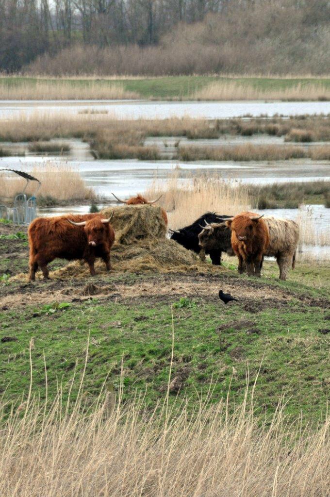 Schotse...