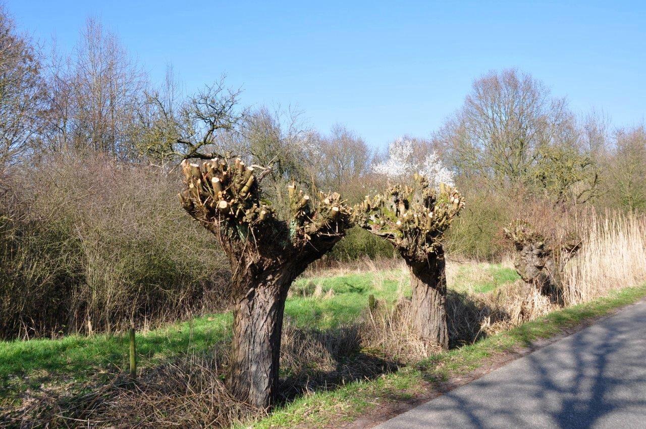 Knotwilgen