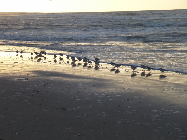 Strandlopers bij Kijkduin