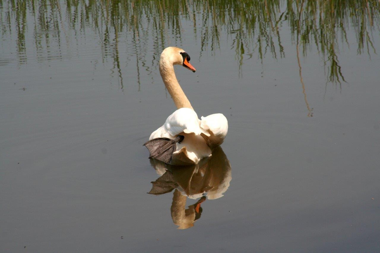 Zwaan