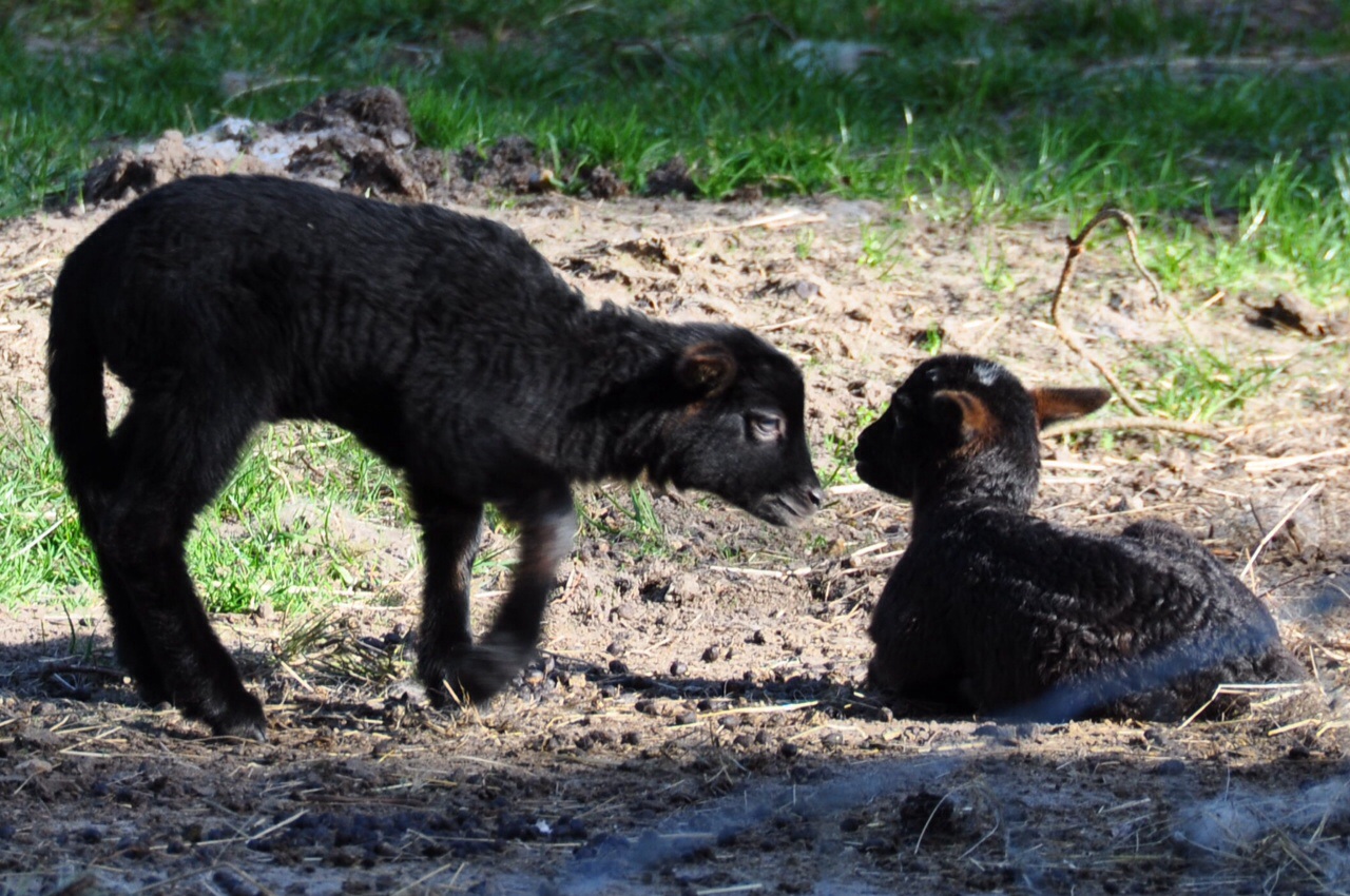 2 lammetjes