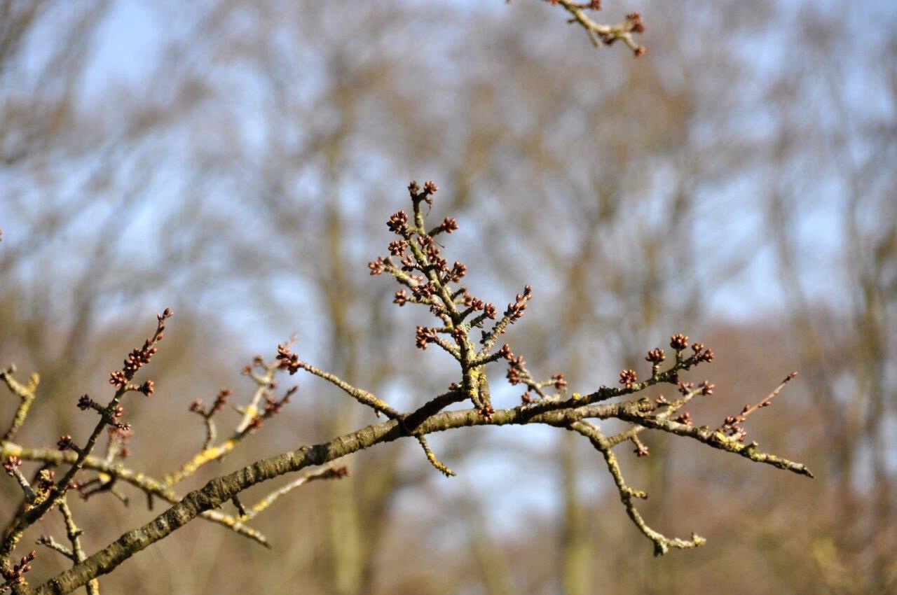 Jonge knoppen