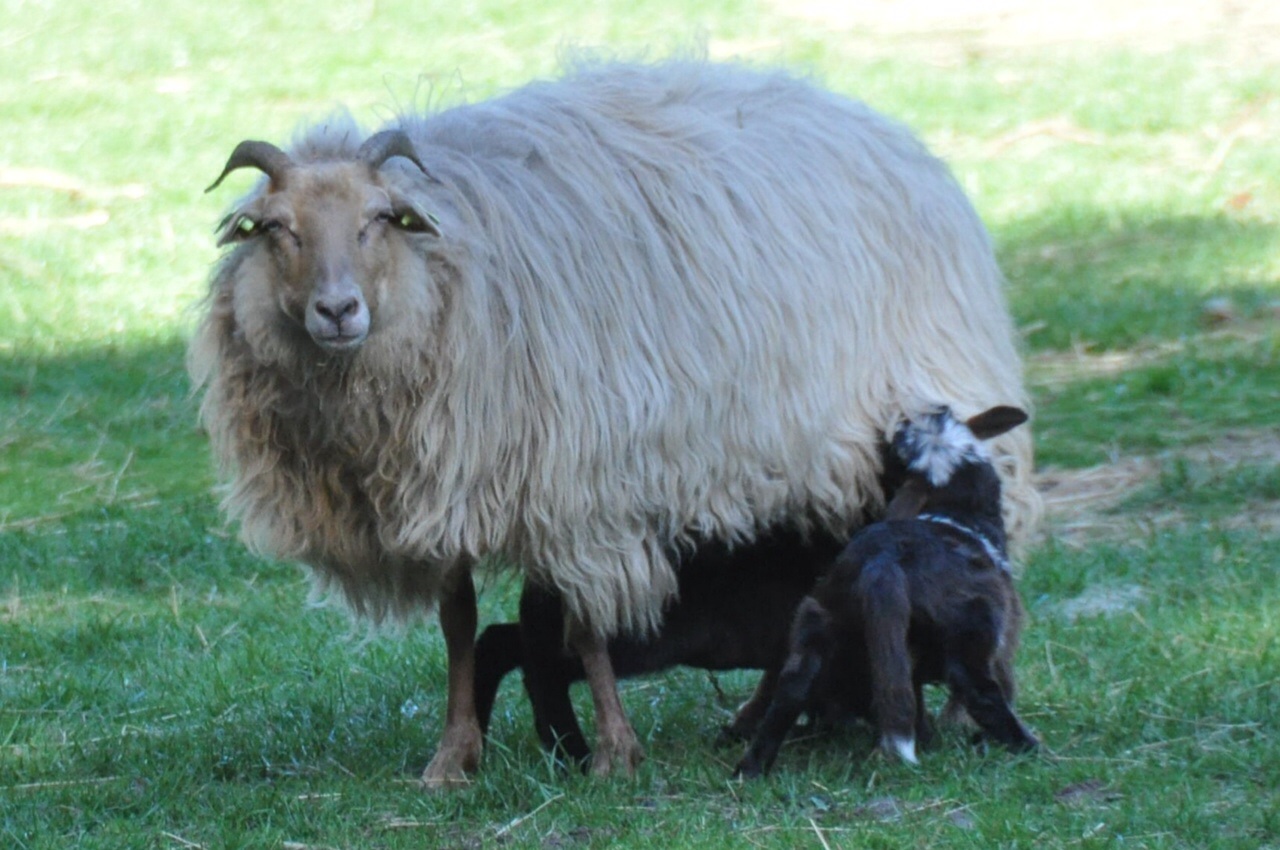Ooi met 2 lammeren