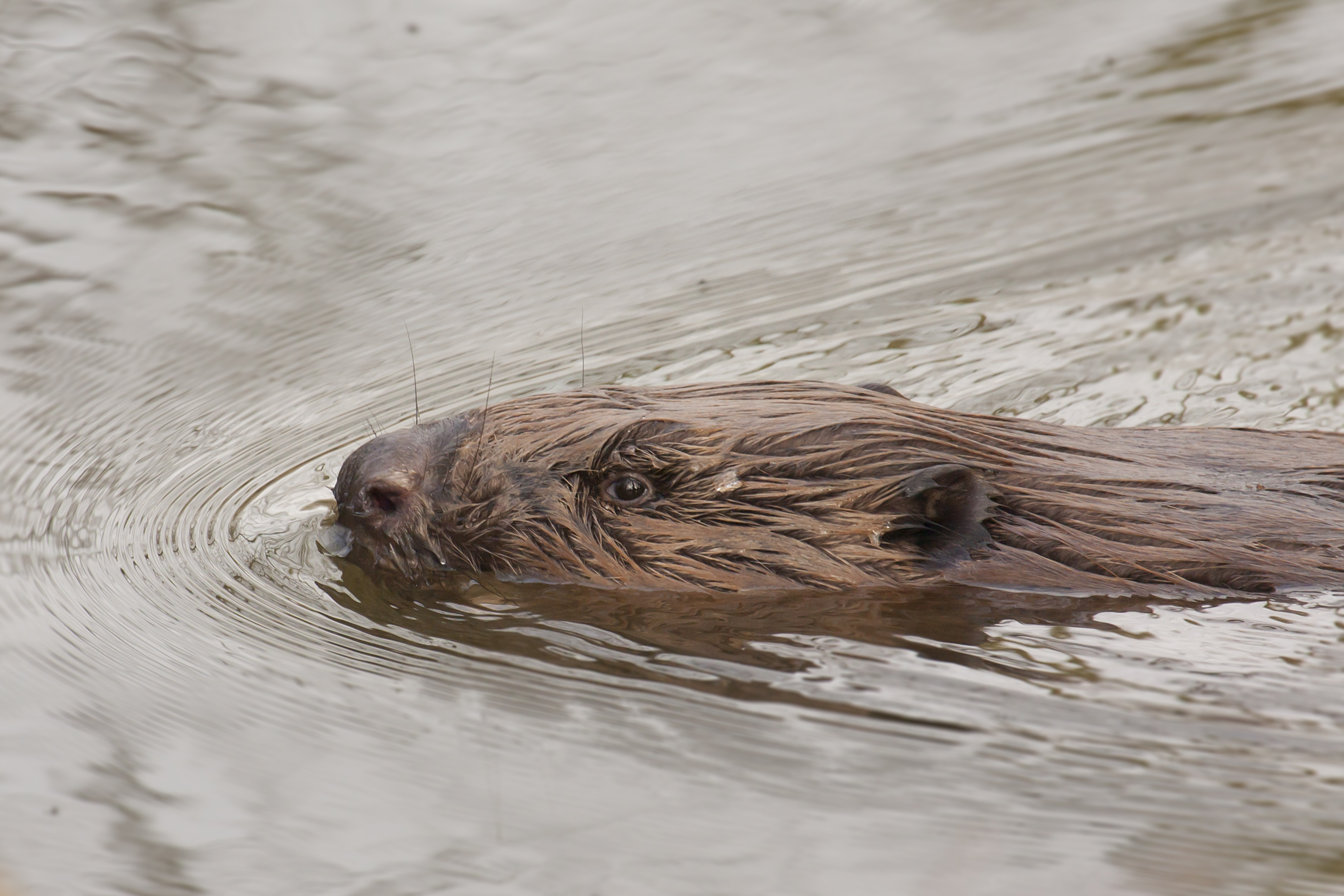 Bever
