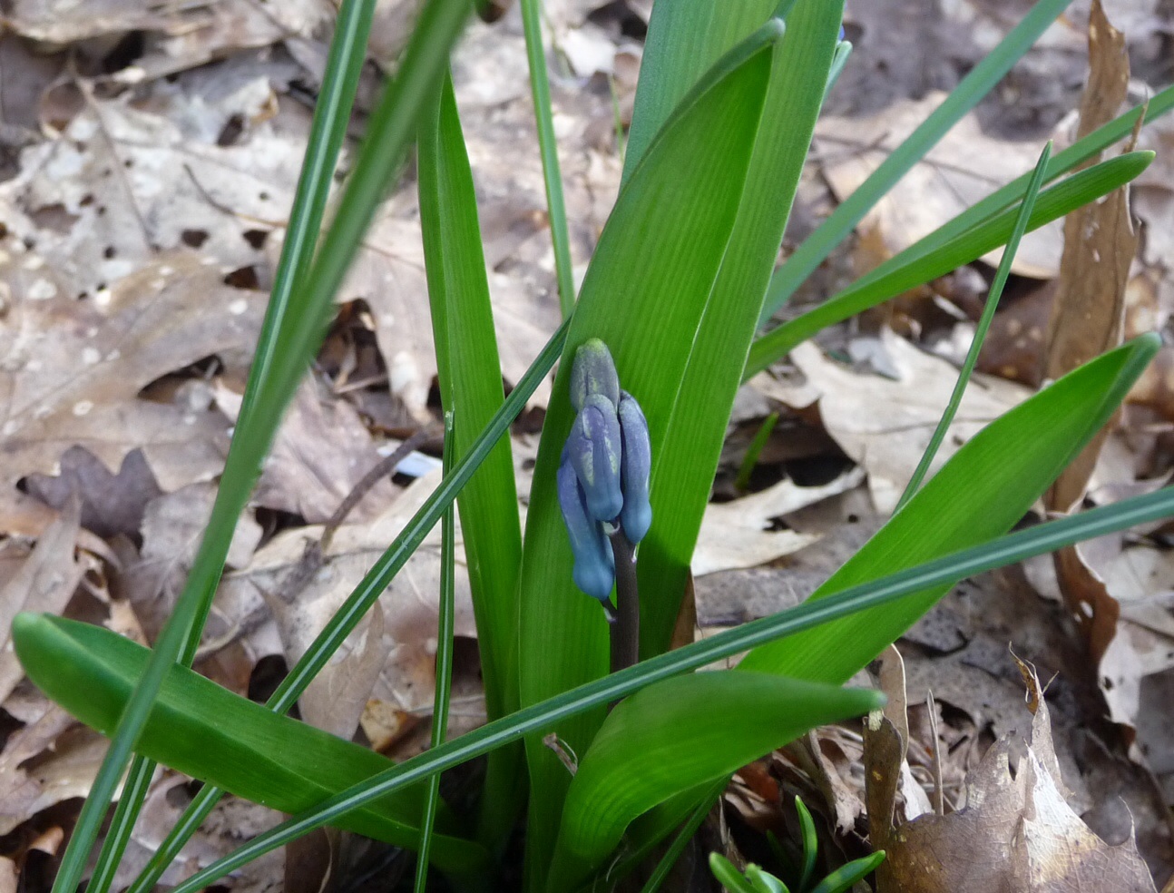Hyacintje