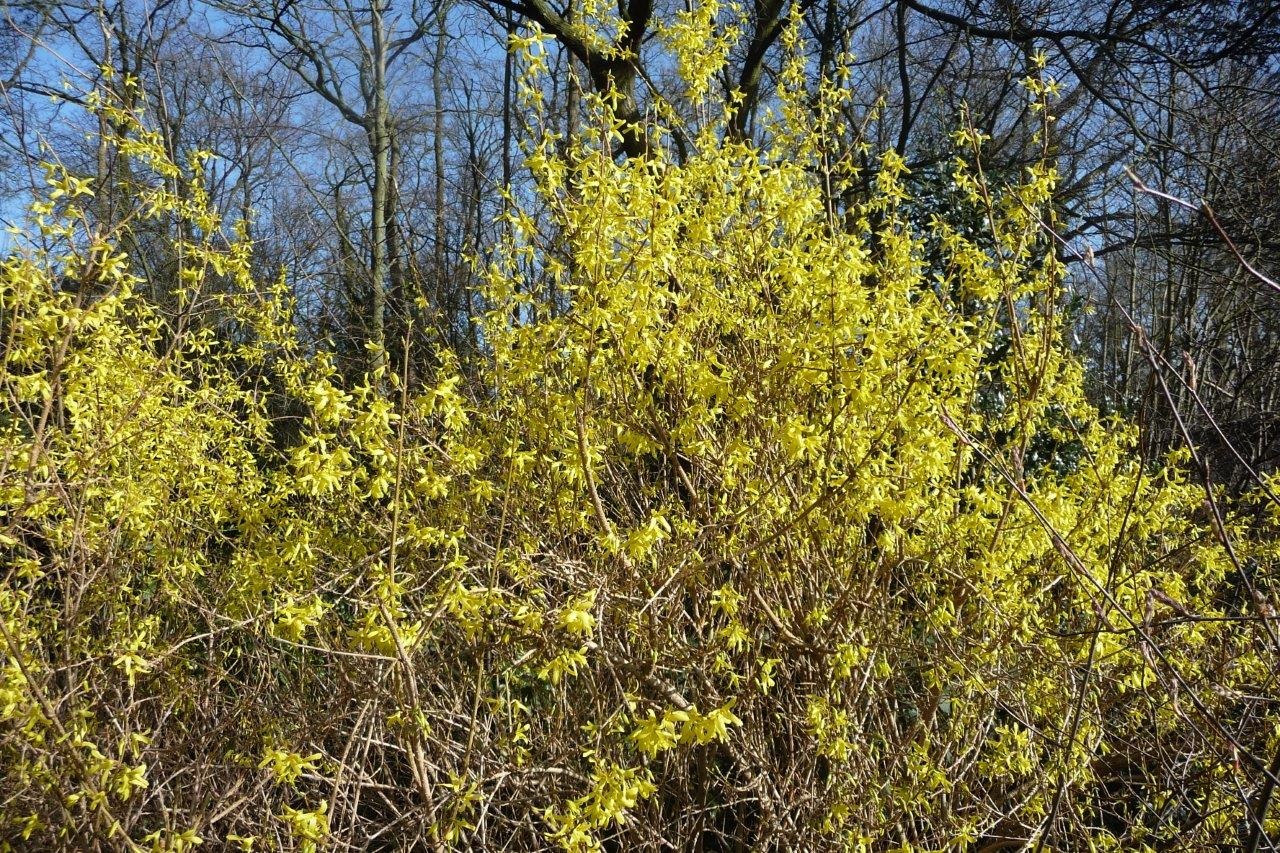 Forsythia 2