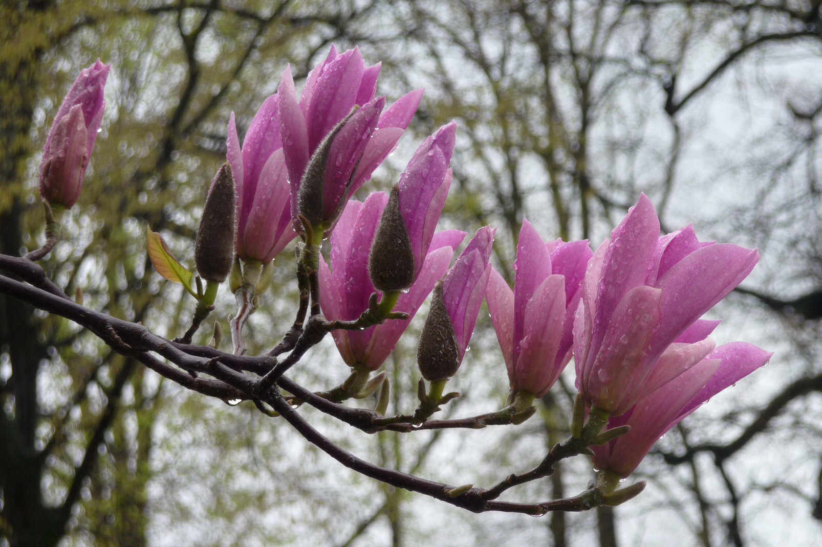 Magnolia 5