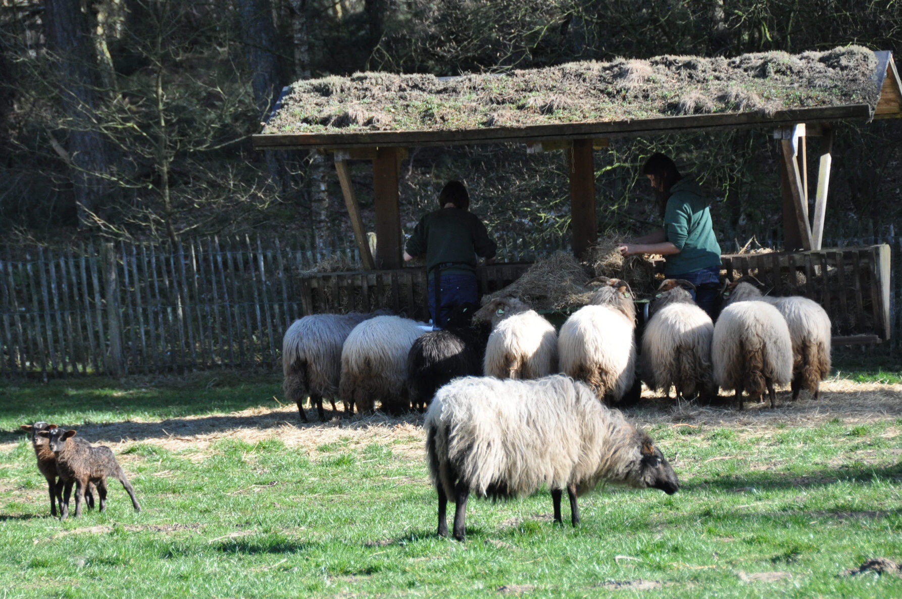 Drentse heideschapen 2