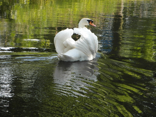 Witte knobbelzwaan in kleurrijk water