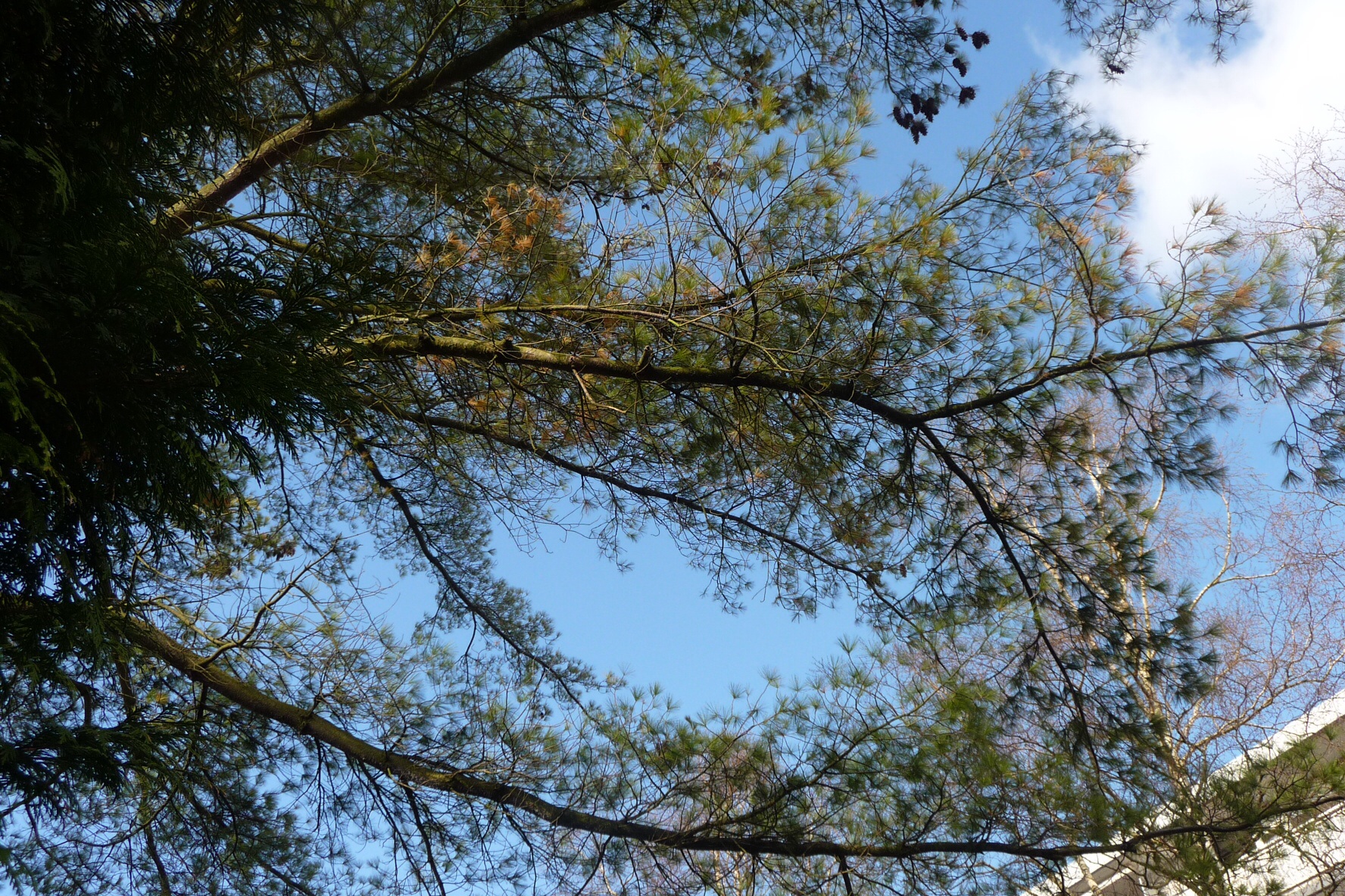 Den