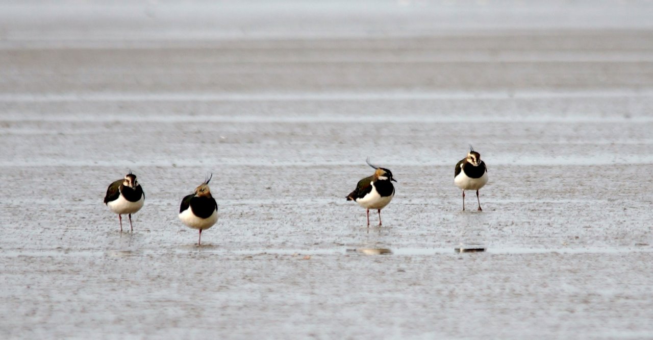 Kievietten op het wad 