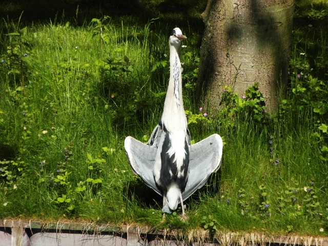 Haagse reiger in het zonnetje