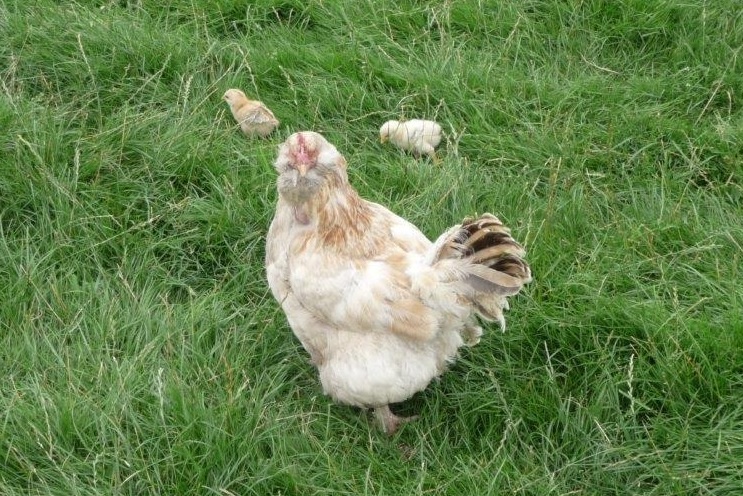 Kip met kuikens
