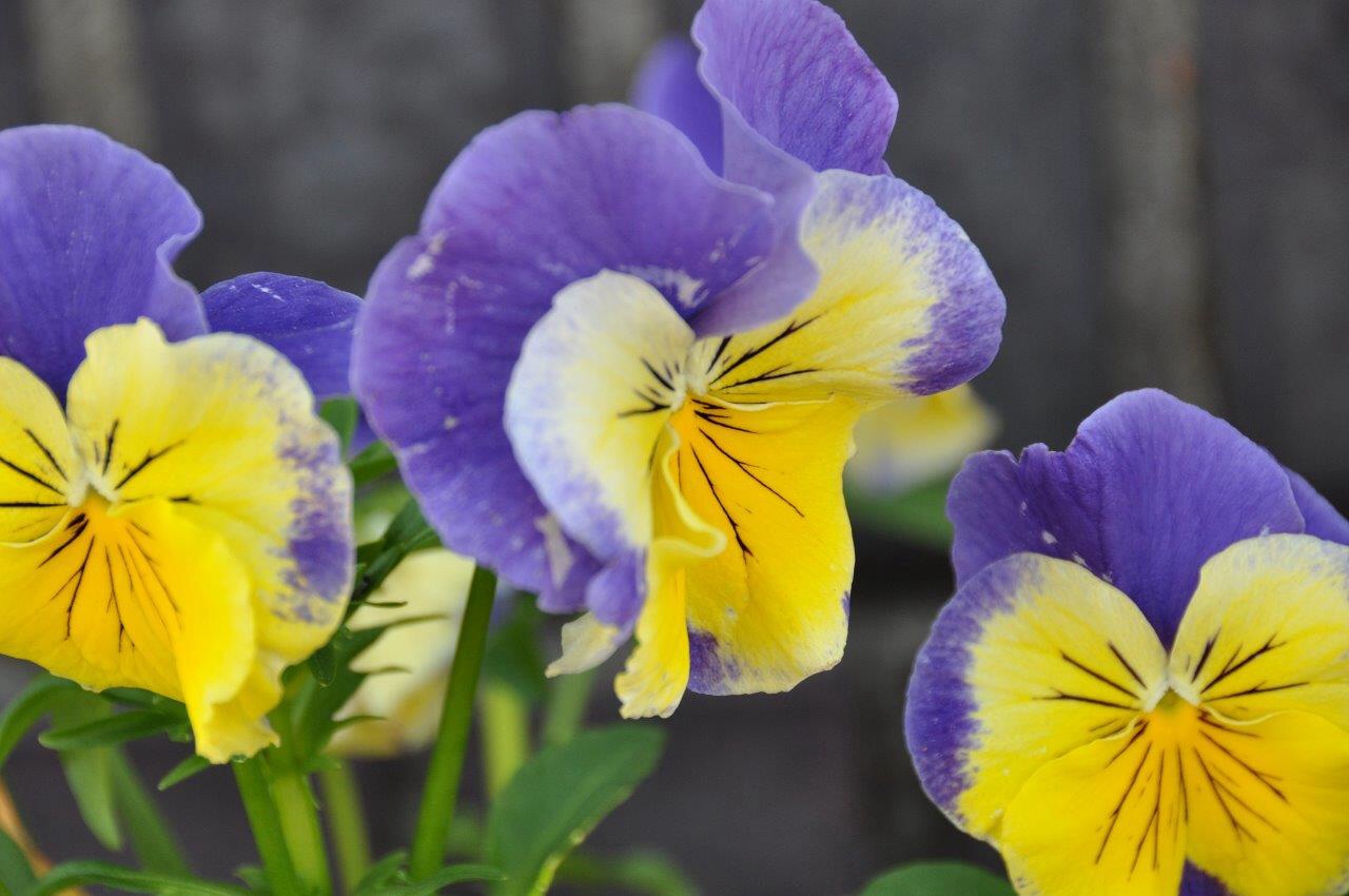Violen 2