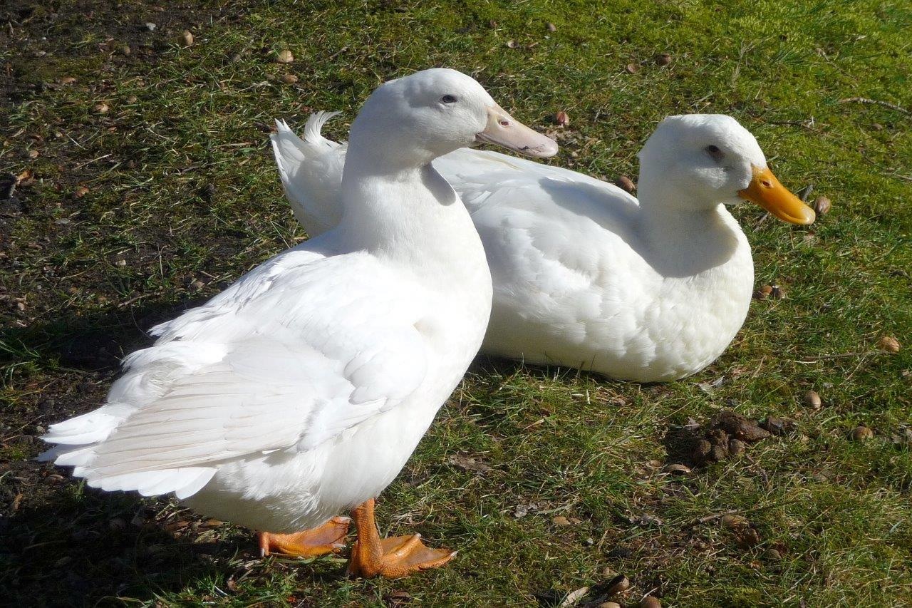 Twee eenden 2