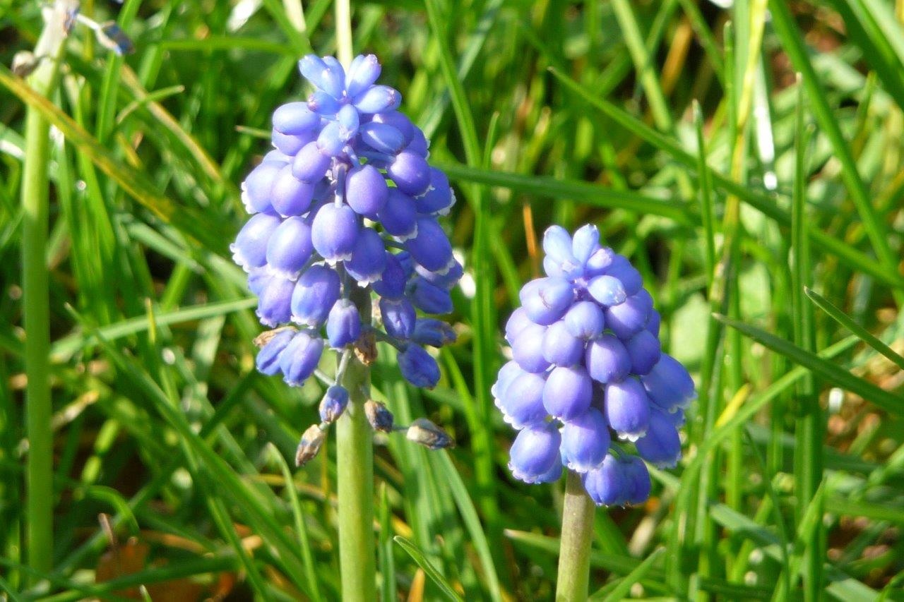 Blauwe druifjes 2