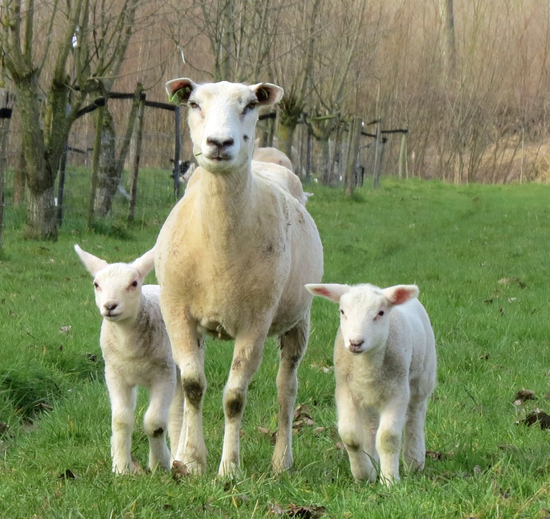 Schaap met lammetjes