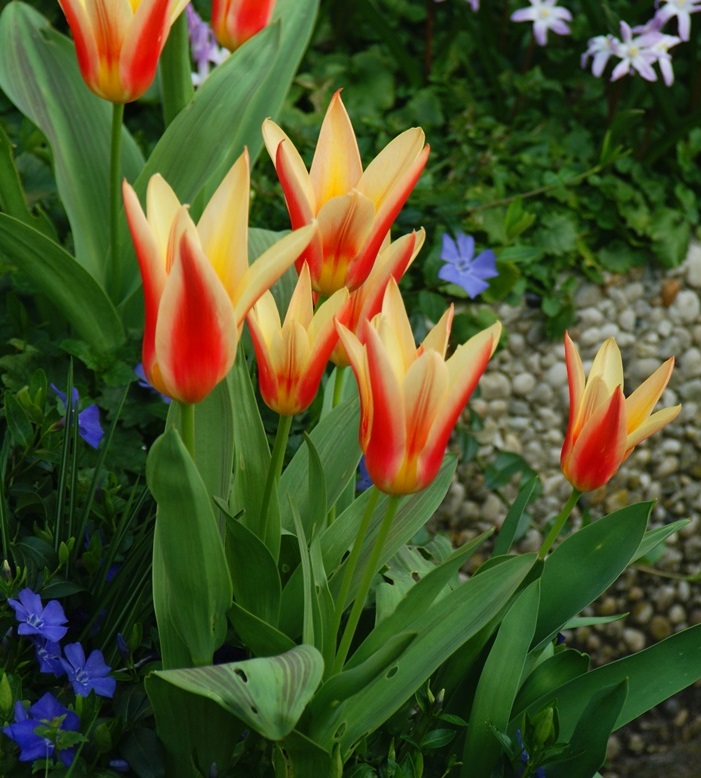 Tulpen