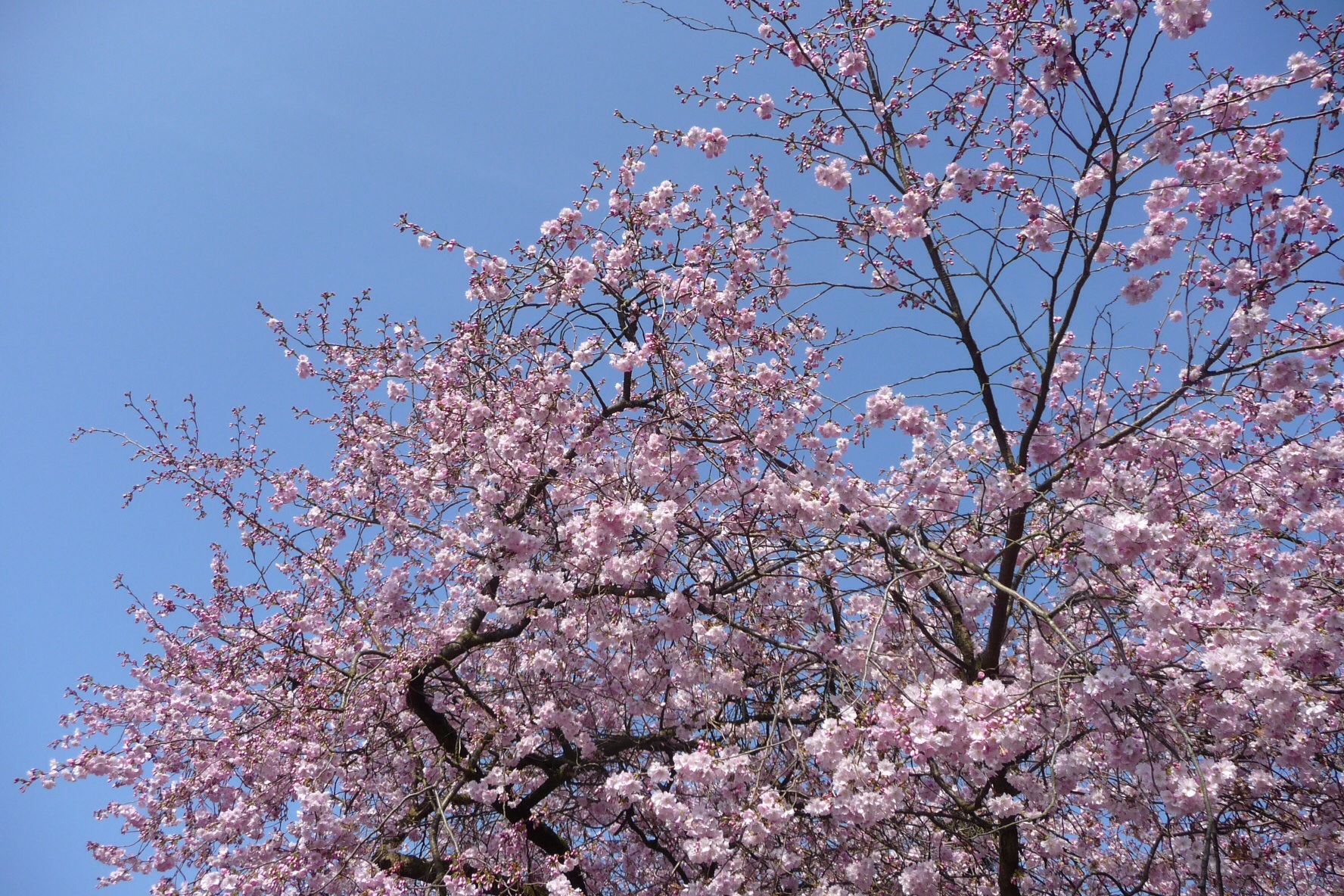 Roze bloesem 5