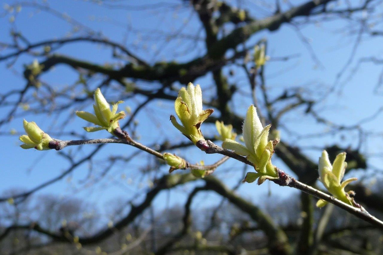Jong blad 2