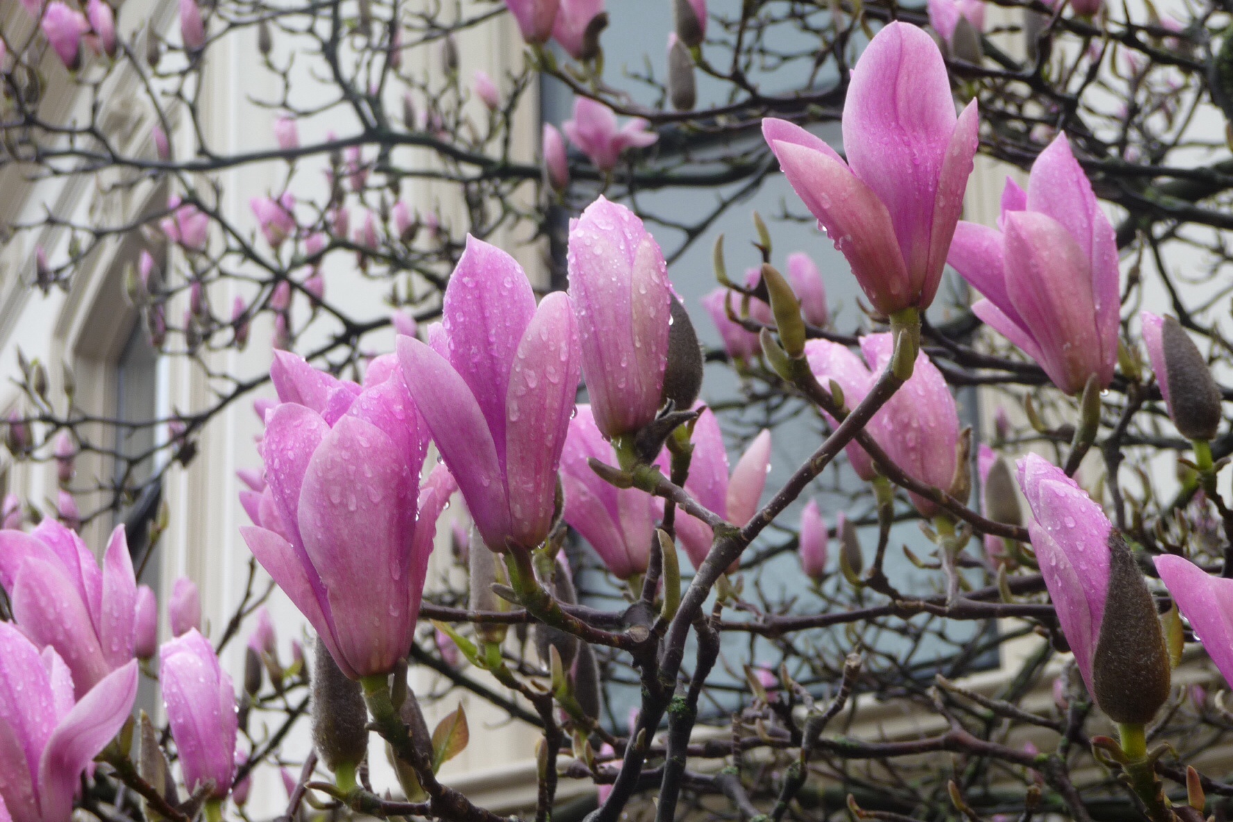 Magnolia 2