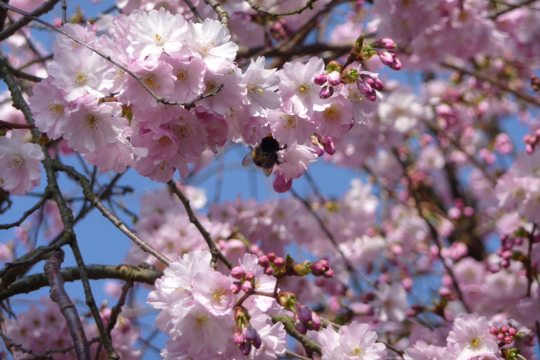 Roze bloesem 4