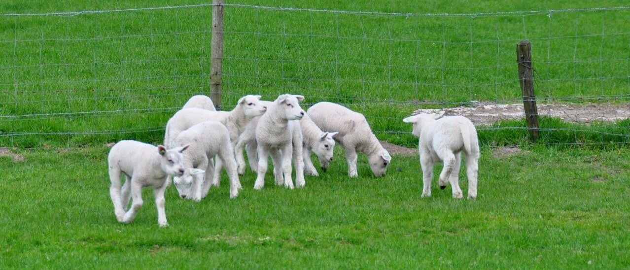 Lammetjes