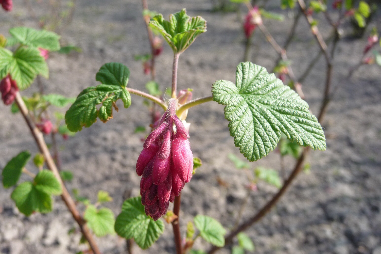 Ribes