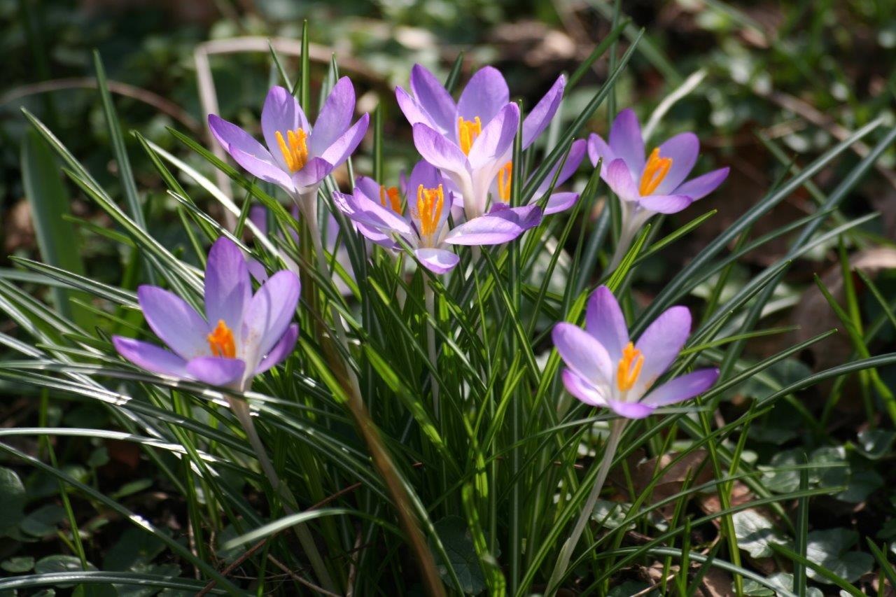 Krokussen 3