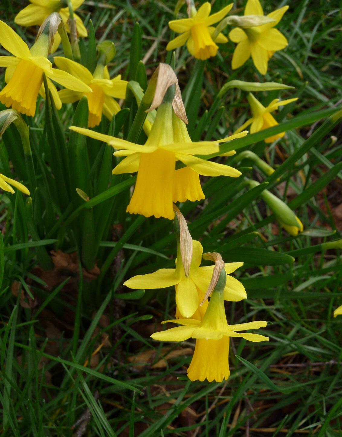 Narcissen 2