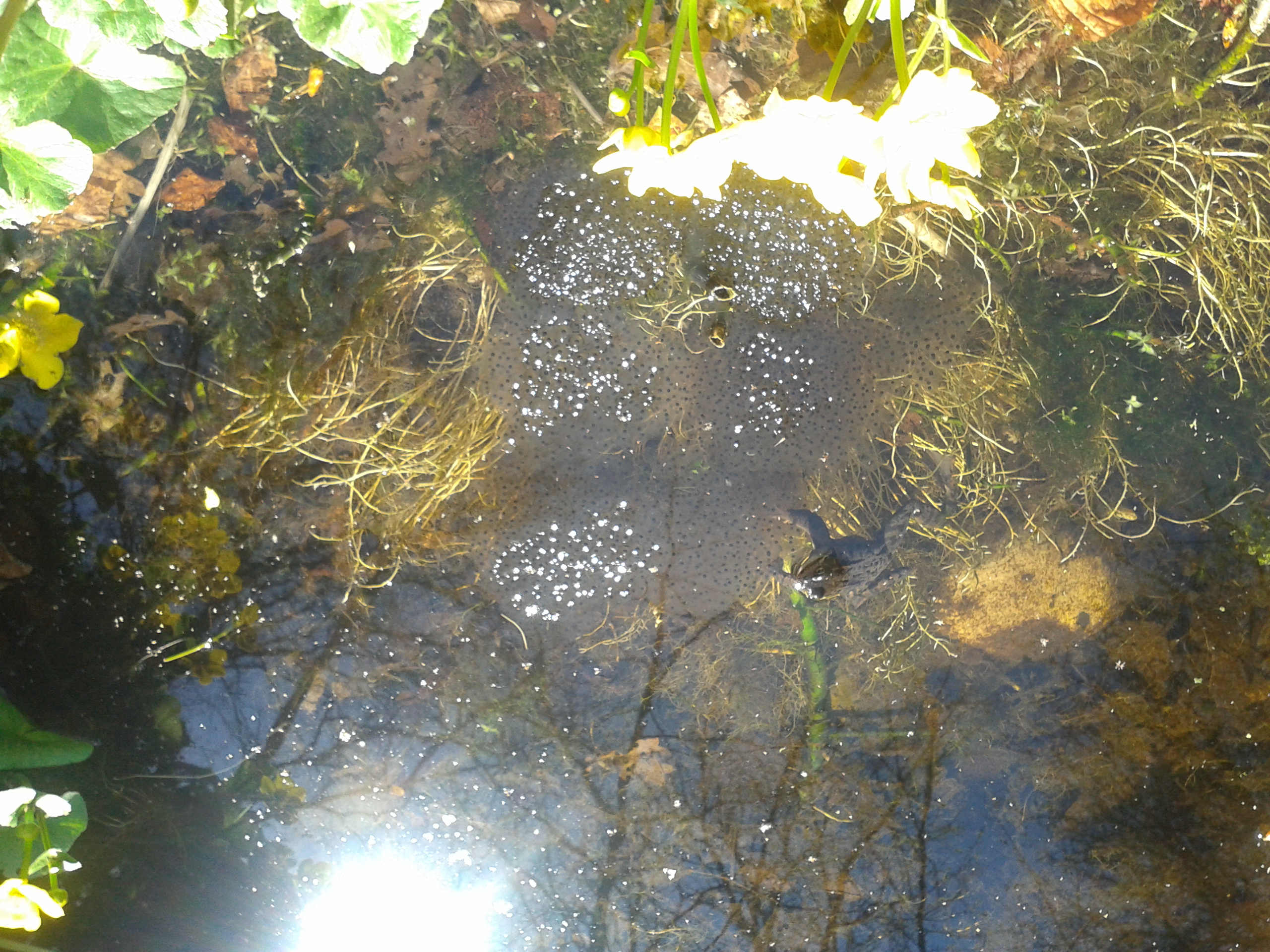 ma en aanstaand kroost