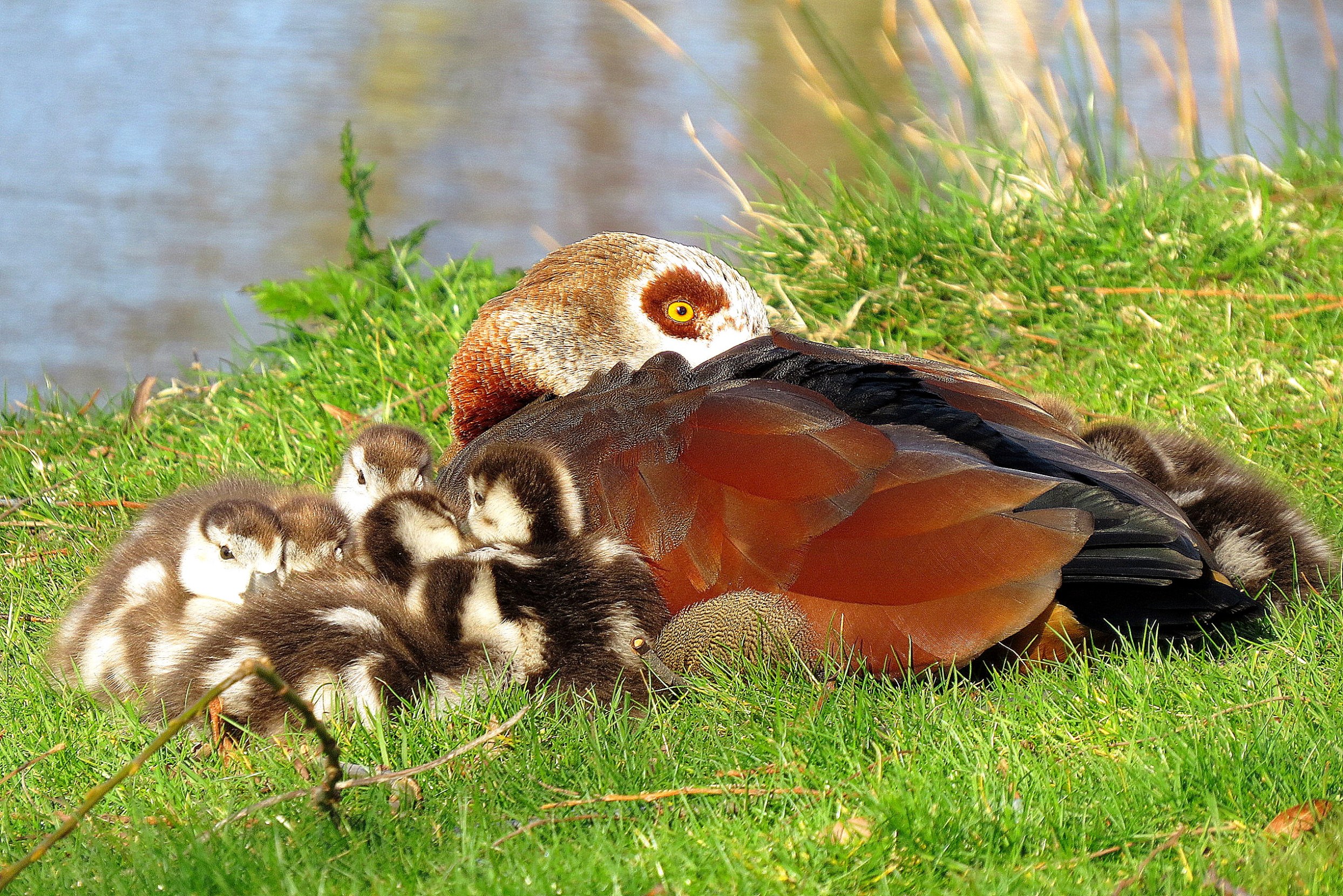 Veilig bij mama slapen