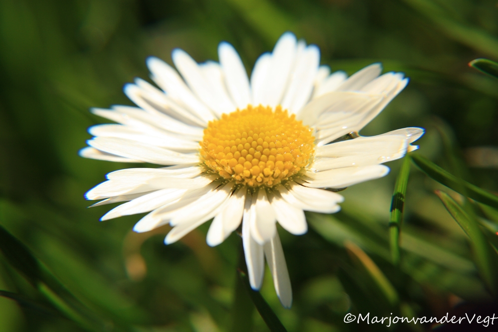 Liefje mijn Madeliefje