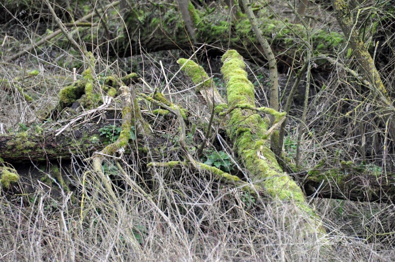 Oerbos