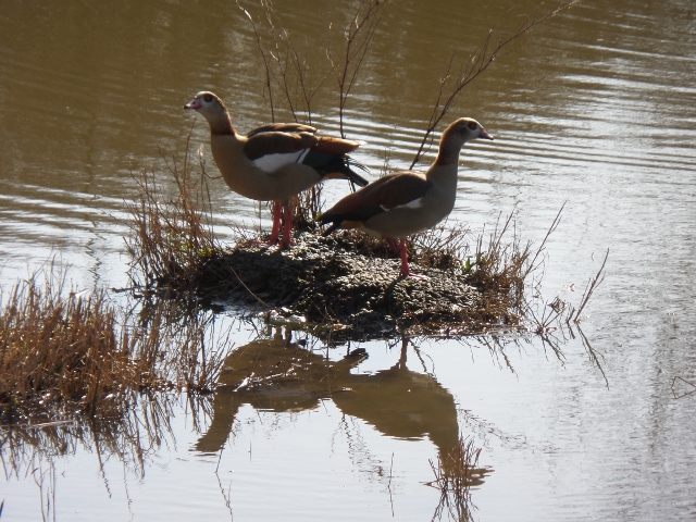 Echtpaar Nijlgans in Haagse Uithof