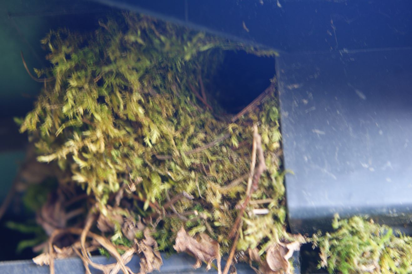 Nestje winterkoninkje