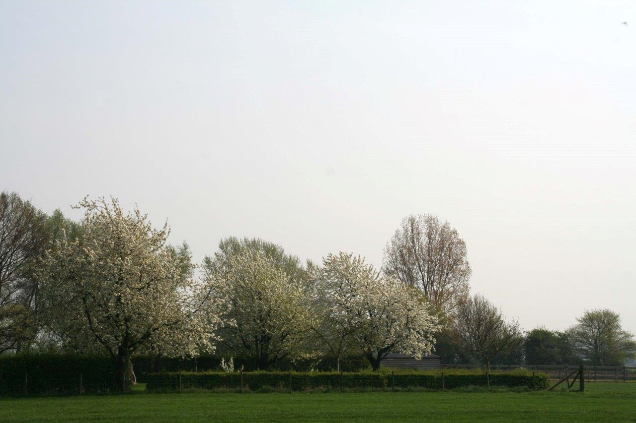 De eerste bloesem