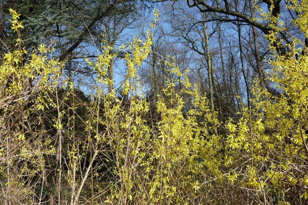 Forsythia  struik
